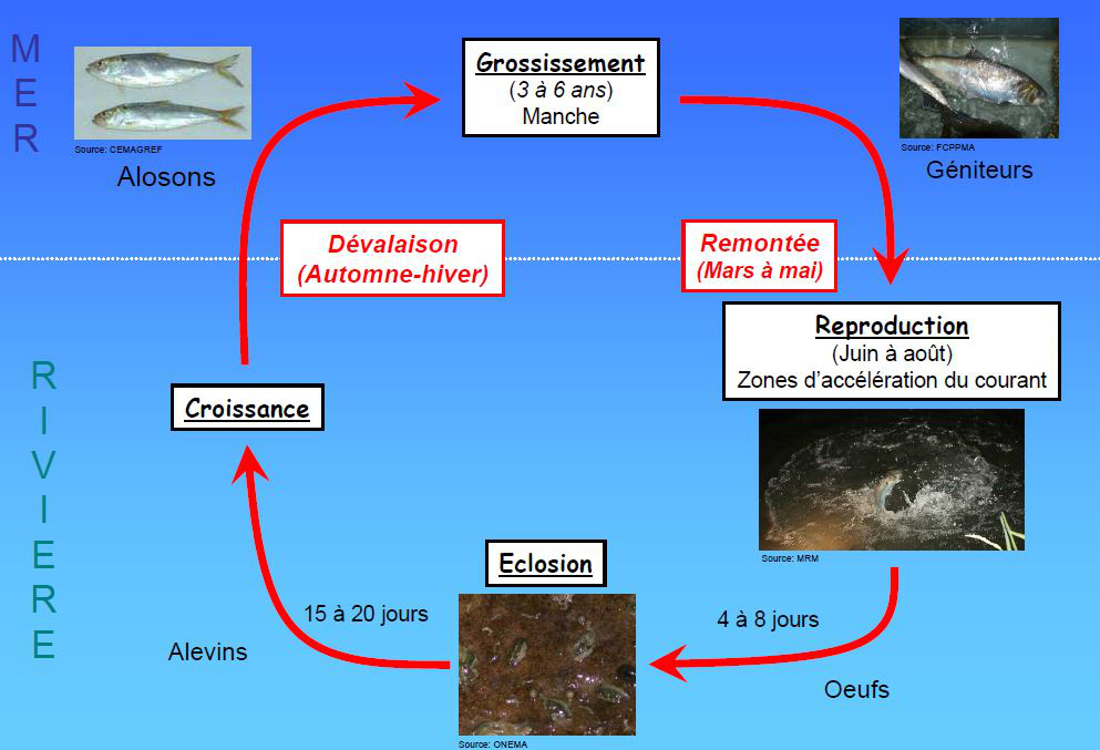 Cycle biologique de la Grande alose