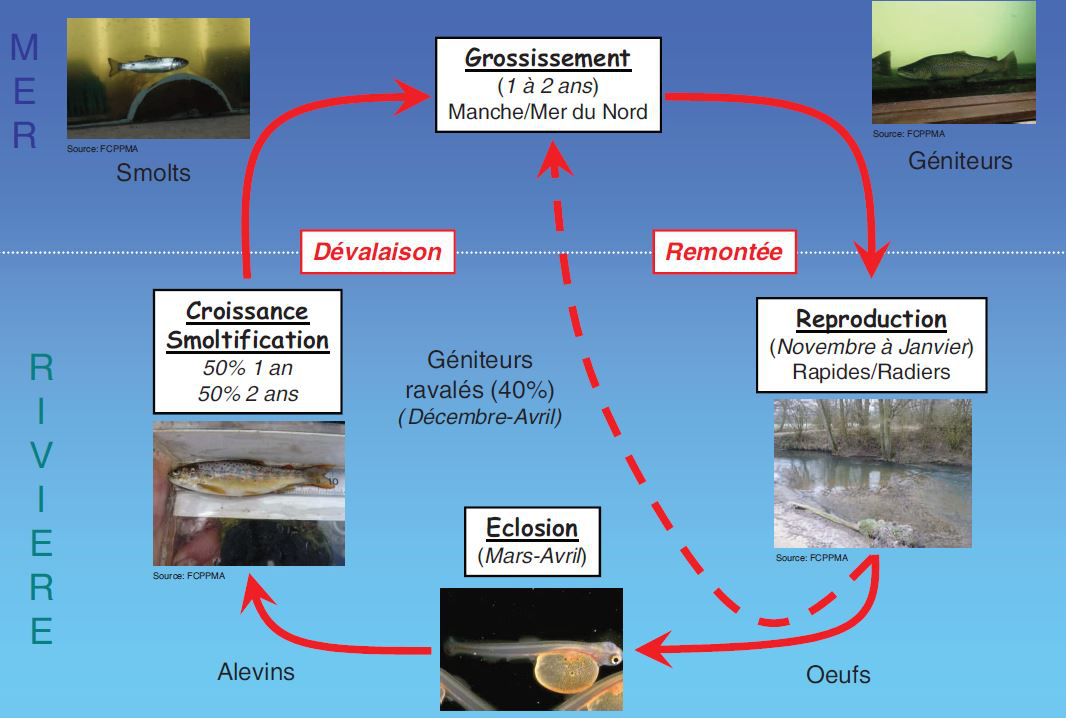Cycle biologique de la Truite de mer