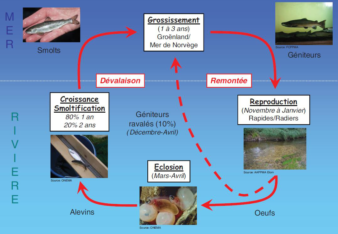 Cycle biologique du Saumon atlantique
