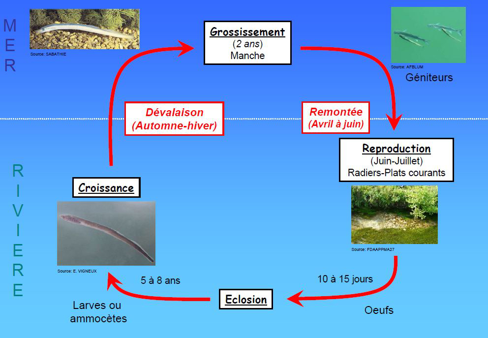 Cycle biologique de la Lamproie marine
