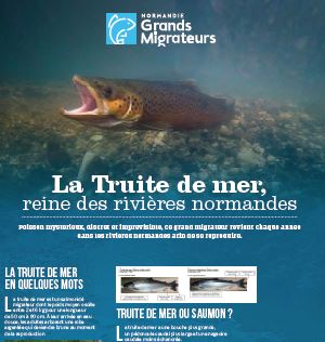 Exposition “les poissons migrateurs de Normandie occidentale”